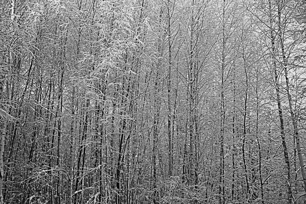 눈 덮인 겨울 풍경 — 스톡 사진