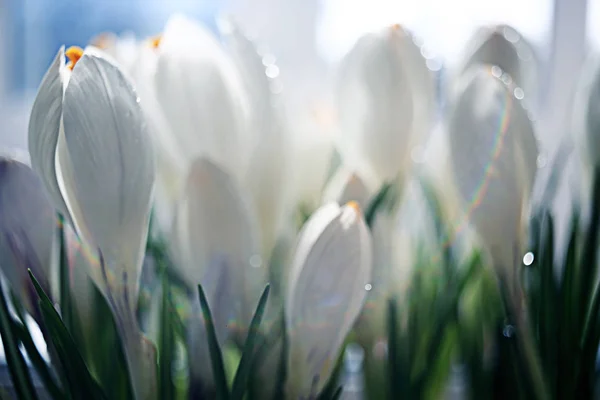 Vår bukett med vita blommor — Stockfoto