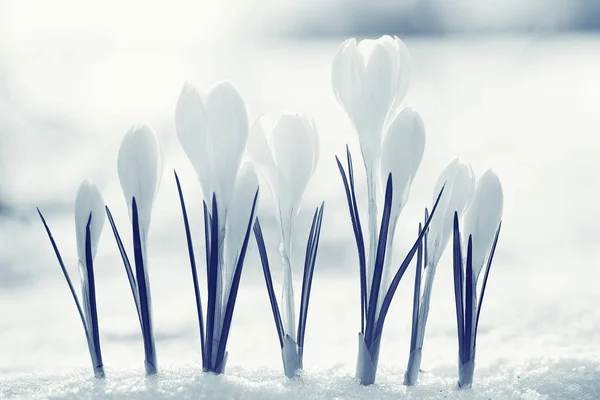 White crocus flowers — Stock Photo, Image