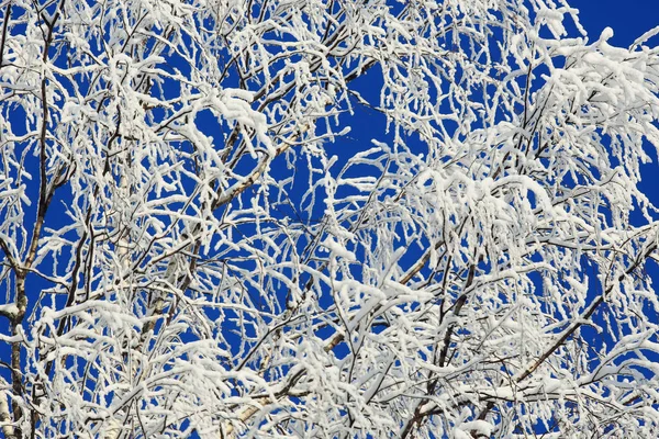 Naturaleza invernal en las heladas —  Fotos de Stock