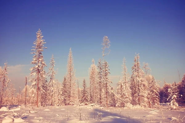 Forêt hivernale givrée — Photo