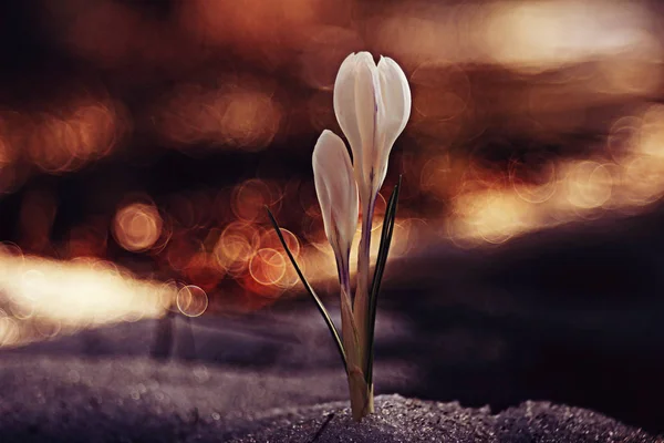 Flores brancas de croco — Fotografia de Stock