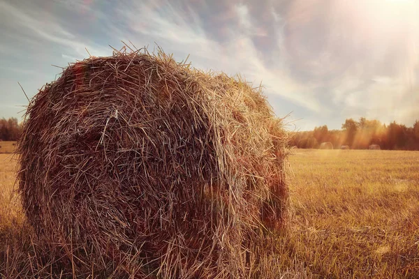 Landschap van hooibergen in een veld — Stockfoto