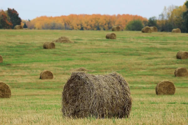 Ландшафт стога сена в поле — стоковое фото