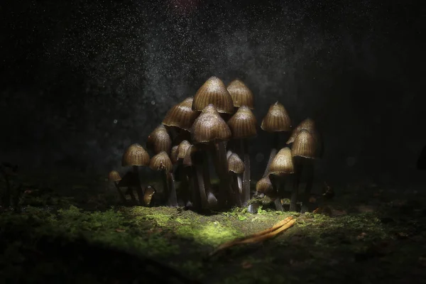 Группа ядовитых грибов-жаб — стоковое фото