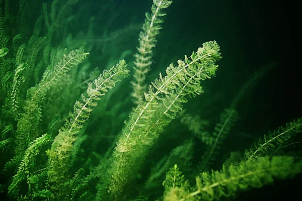Підводний зелених водоростей — стокове фото