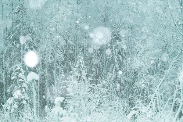Foresta invernale glassata — Foto Stock