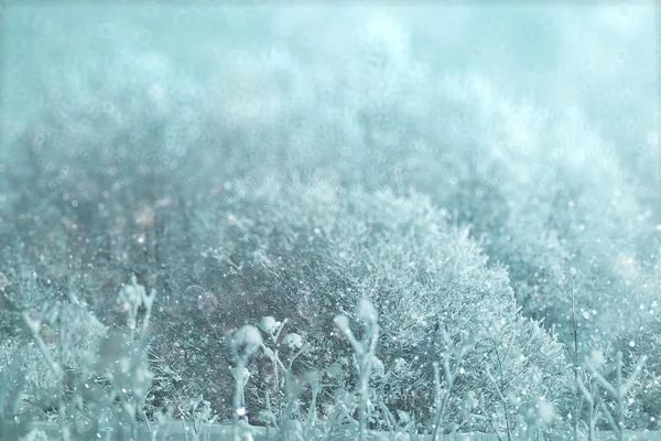 Inverno floresta nevada — Fotografia de Stock