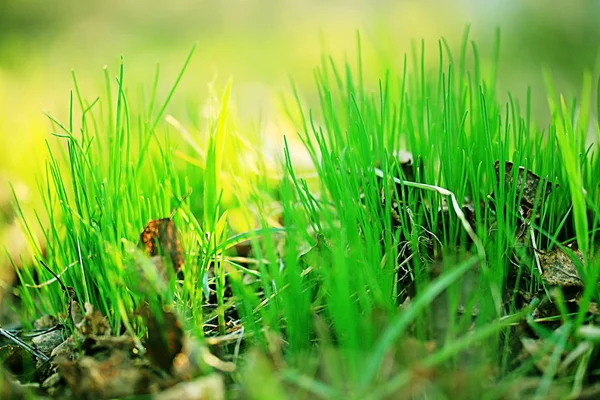 Zielone pędy młode trawy — Zdjęcie stockowe