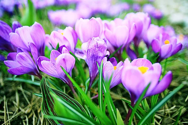 Bellissimi fiori primaverili — Foto Stock