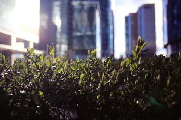 Plantas de primavera con hojas jóvenes —  Fotos de Stock