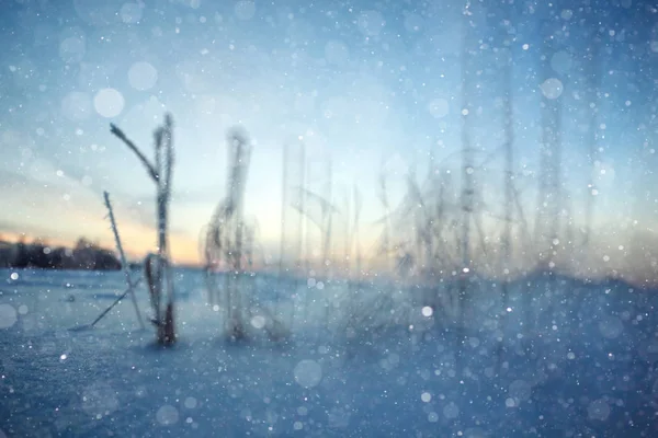 在冬天森林里的新鲜雪 — 图库照片