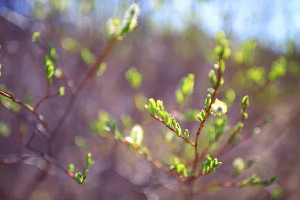 Folhas verdes jovens — Fotografia de Stock