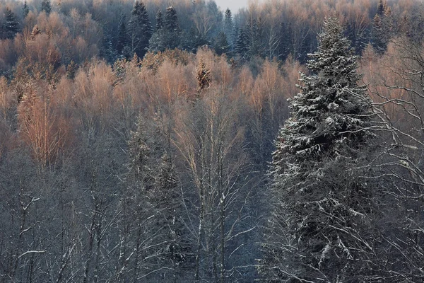 Forêt hivernale givrée — Photo