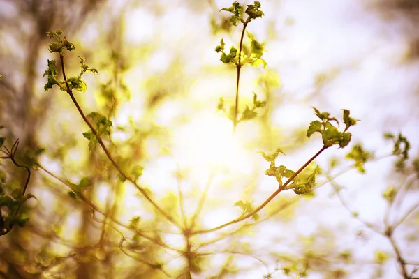 Bourgeons et feuilles sur une branche d'arbre — Photo