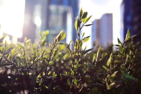 Plantas de primavera con hojas jóvenes —  Fotos de Stock