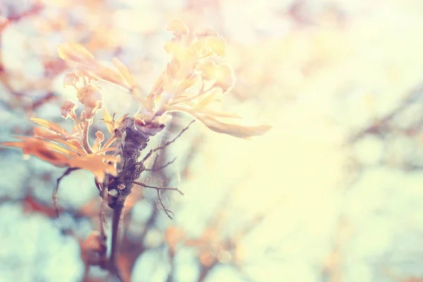 Automne nature bokeh — Photo