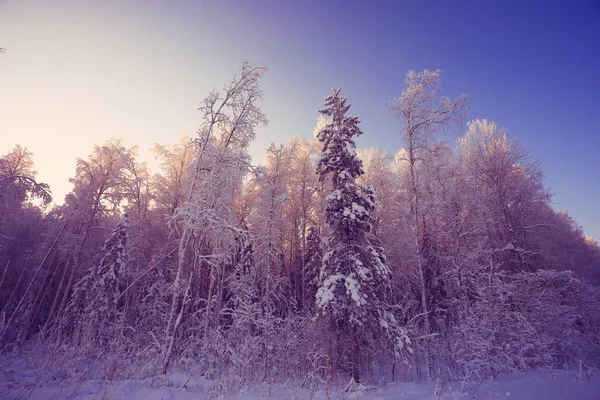 Kırsal kesimde kış manzarası — Stok fotoğraf
