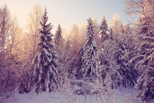 Winter forest frosted — Stockfoto