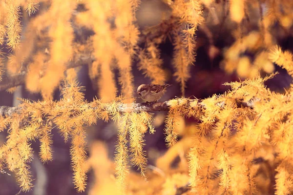 Yellow larch branches — Stock Photo, Image
