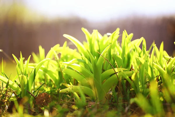 Césped verde primavera fresca — Foto de Stock