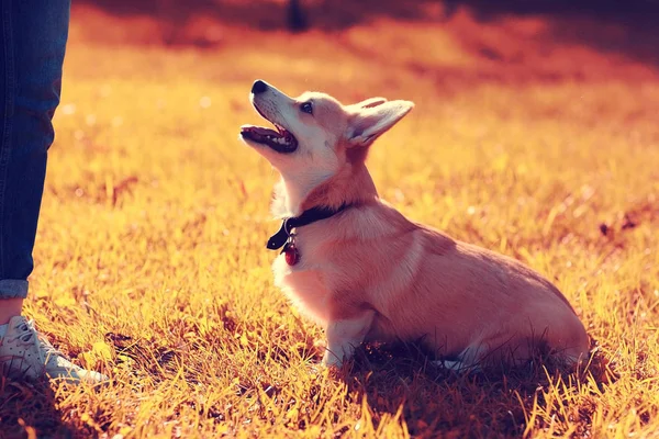 Μικρό σκυλάκι που παίζει στο πάρκο — Φωτογραφία Αρχείου