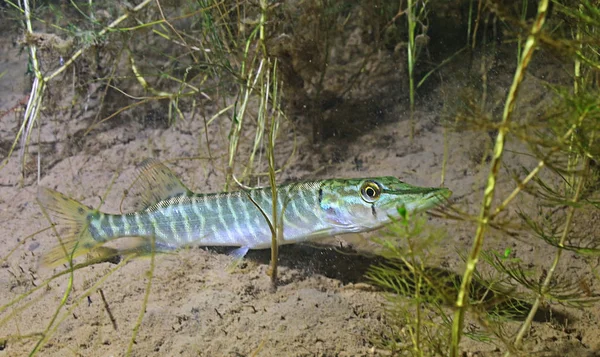 Fische in Grünalgen — Stockfoto