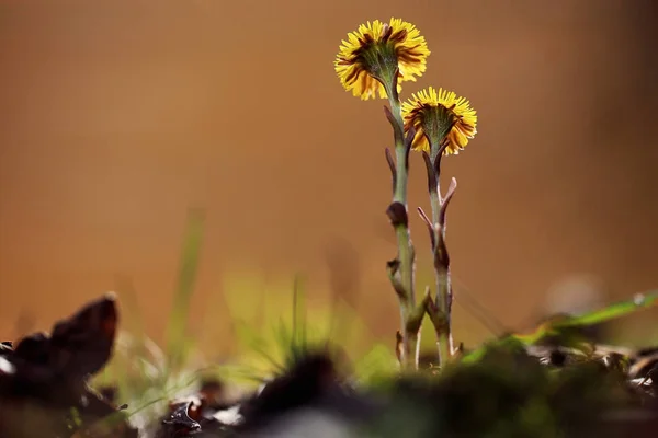 Fiori primaverili sul campo — Foto Stock