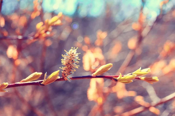 Jarní strom větve s listy — Stock fotografie