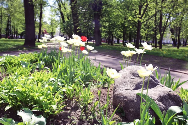 Flowerbed  in the city park — Stock Photo, Image