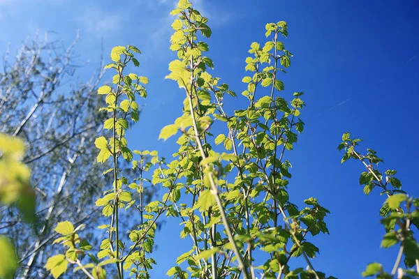 Jonge groene bladeren — Stockfoto