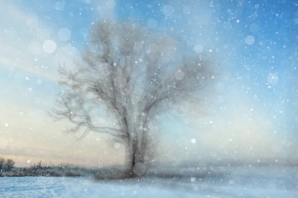 Frio inverno manhã natureza — Fotografia de Stock