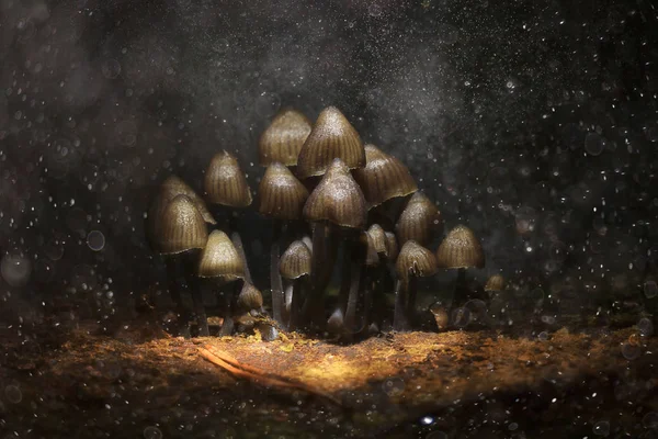 Skupina muchomůrky jedovaté houby — Stock fotografie