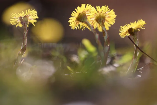 Lentebloemen op veld — Stockfoto