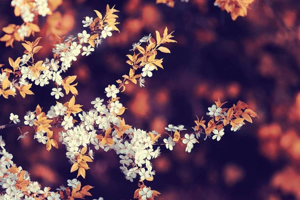 Våren trädgrenar med blad — Stockfoto
