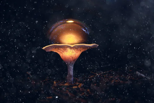 Cogumelos frescos com bolhas — Fotografia de Stock