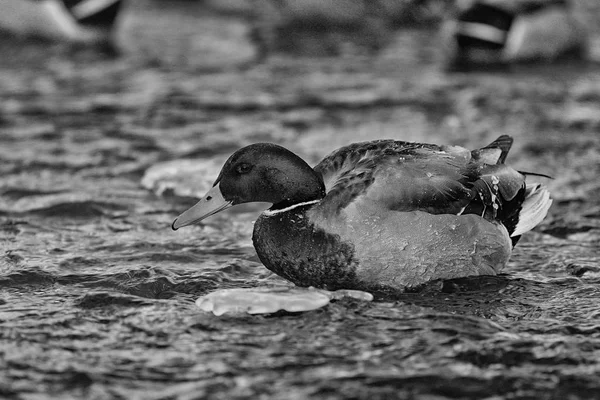 Oiseau à l'étang d'hiver — Photo