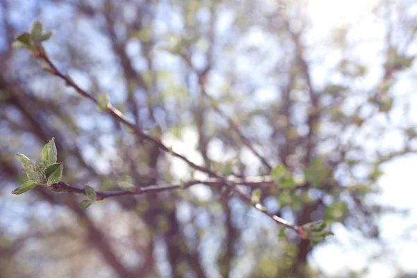 Ramas de árboles de primavera con hojas —  Fotos de Stock