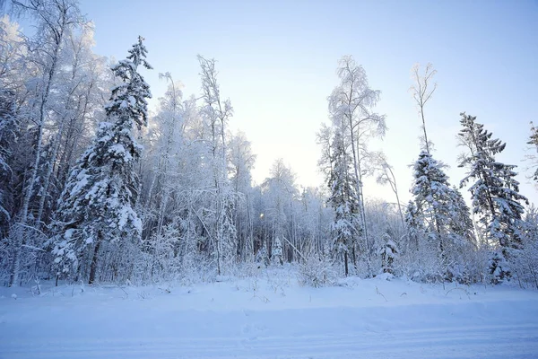 Winter forest frostat — Stockfoto