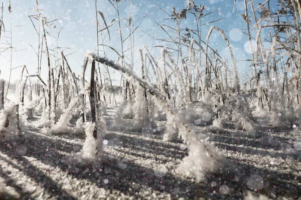 Winter landscape with snowflakes — Stock Photo, Image