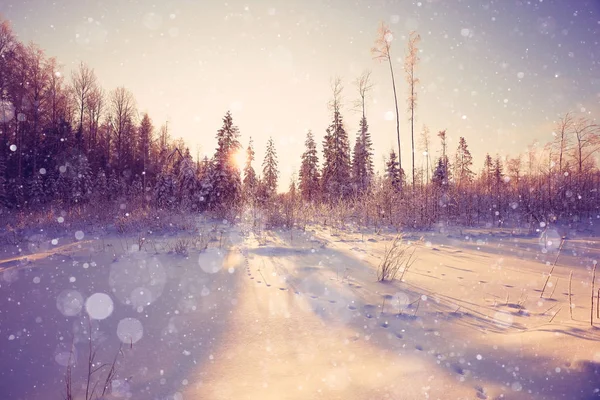 Forêt hivernale givrée — Photo