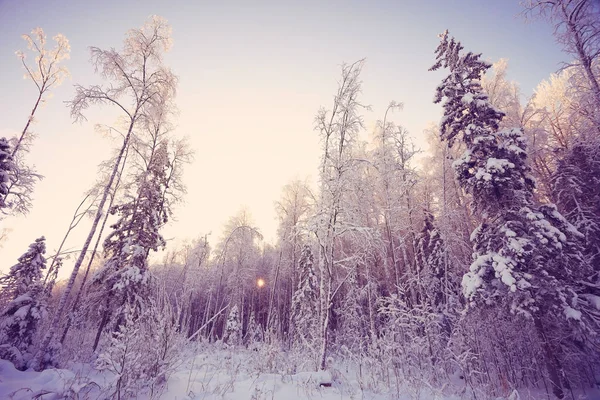 Mrazivý zimní ráno příroda — Stock fotografie