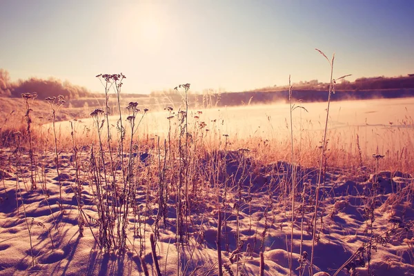 Nieve fresca en el bosque invernal — Foto de Stock