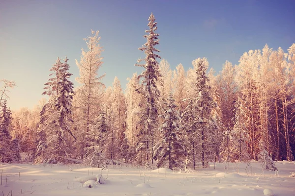 Úžasné Zimní krajina — Stock fotografie