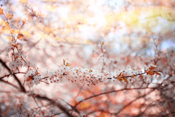 Flores de primavera sob a luz solar — Fotografia de Stock