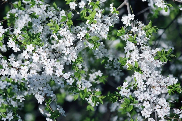 Fleurs de cerisier en fleurs — Photo