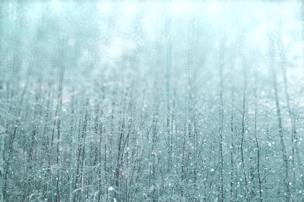 Forêt enneigée d'hiver — Photo