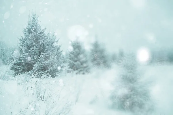 Winterbäume im Wald zur Weihnachtszeit — Stockfoto