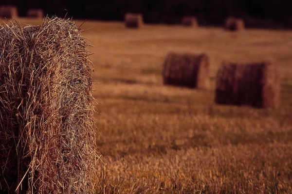 Landscape of haystacks in a field — Stock Photo, Image