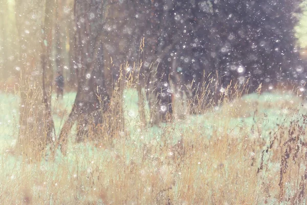 Winterwald zugefroren — Stockfoto